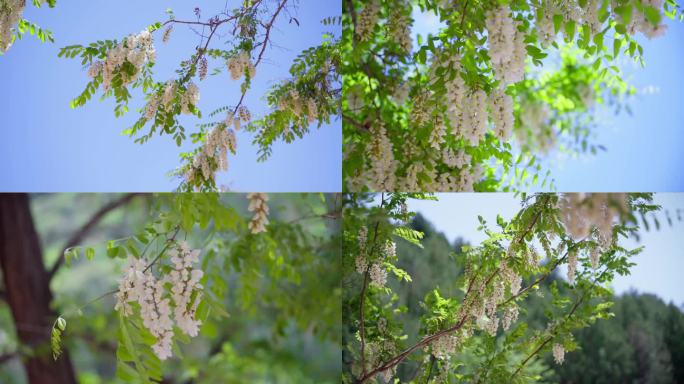 槐树槐花空镜素材 4K 25p