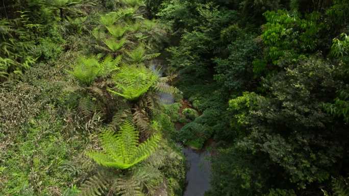 航拍四川乐山茂密丛林桫椤沟远古植物化石