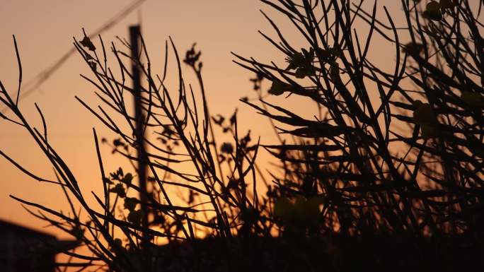 油菜花剪影风吹下的暖黄色夕阳落日风景4k