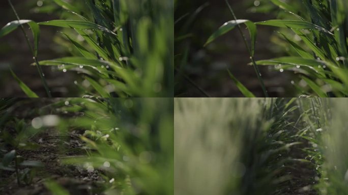 晨露，麦穗儿，农村麦田清晨，阳光雨露