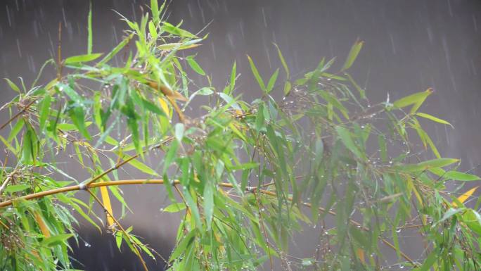 下雨 大雨 雨打竹叶 暴雨 刮风下雨