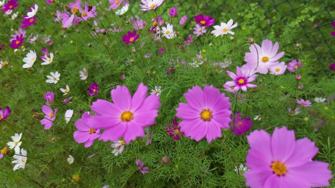 花海掠影  五颜六色格桑花