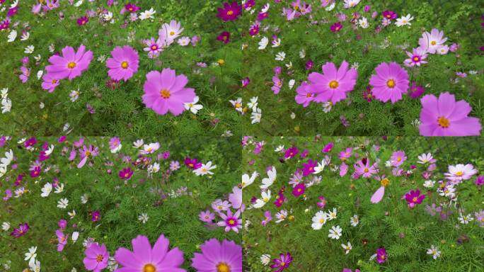 花海掠影  五颜六色格桑花