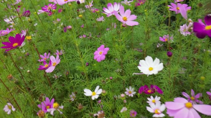 花海掠影  五颜六色格桑花