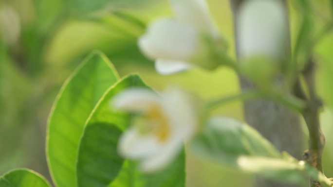 化橘红名贵中药橘红花盛开