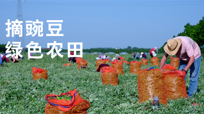 摘豌豆场面 高速拍摄豌豆荚