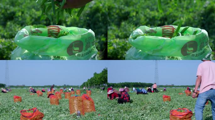 摘豌豆场面 高速拍摄豌豆荚