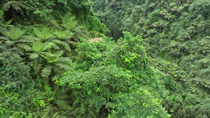 航拍四川乐山茂密丛林桫椤沟远古植物化石