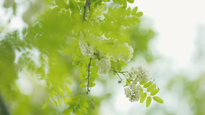 春天植物槐树花开唯美植物