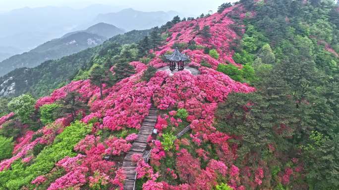 麻城龟峰山杜鹃花