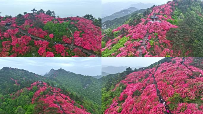 麻城龟峰山杜鹃花