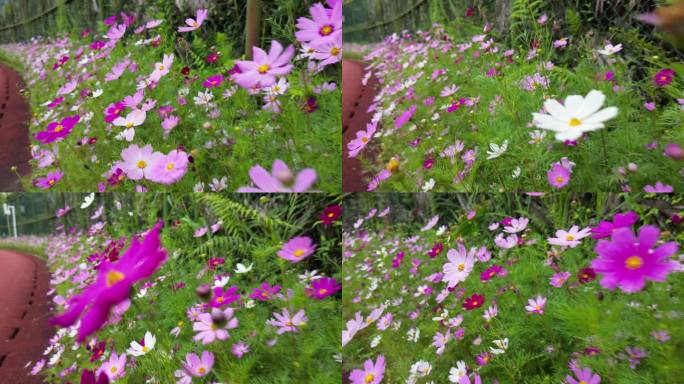 花海掠影  五颜六色格桑花