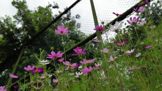 花海掠影  五颜六色格桑花