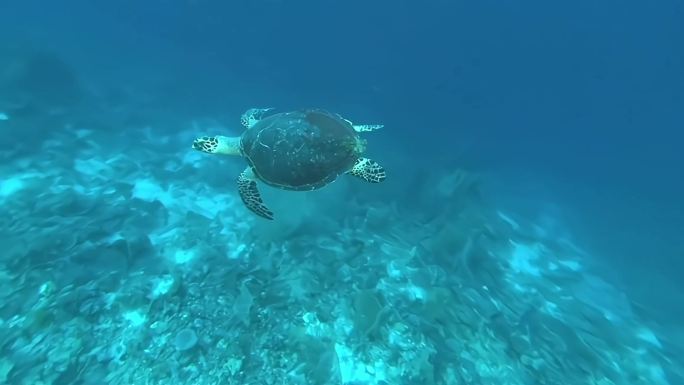 海龟海底世界
