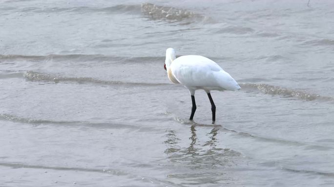 黑脸琵鹭吃海鳝