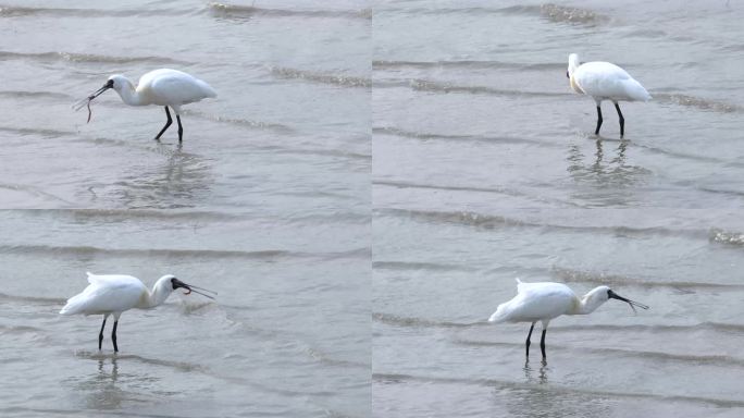 黑脸琵鹭吃海鳝