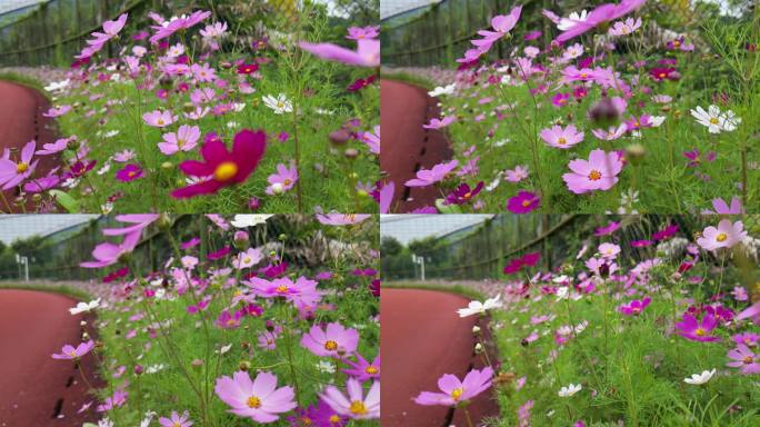 花海掠影  五颜六色格桑花