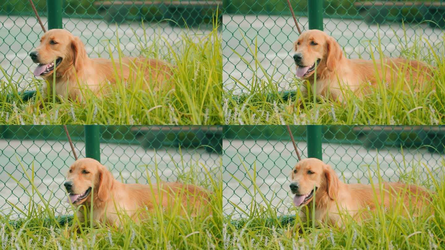 宠物狗狗窝在草地玩耍