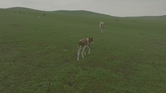 航拍草原河流湿地牛羊