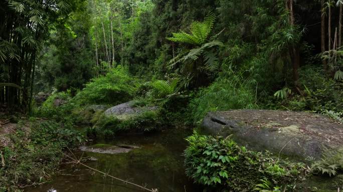 航拍穿越山林溪流四川桫椤沟古生物活化石