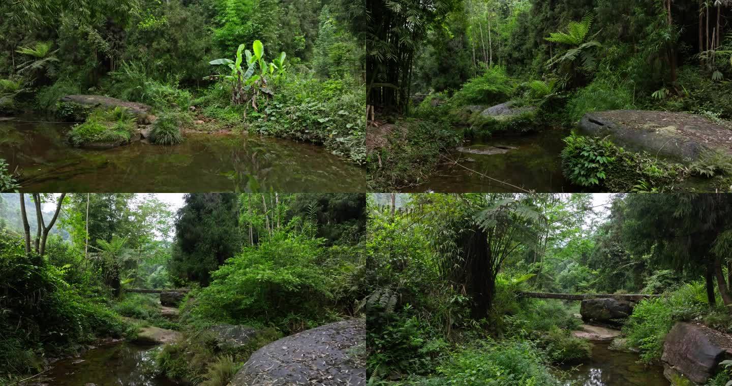 航拍穿越山林溪流四川桫椤沟古生物活化石