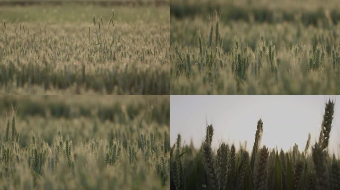 土地肥沃，田地麦田，小麦，农村清晨4k