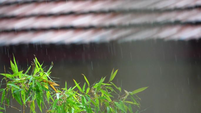 下雨 大雨 雨打竹叶 暴雨 窗外大雨