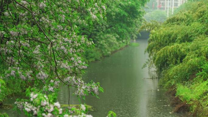 4K实拍雨中苦楝树 楝花 河沟 下雨 雨