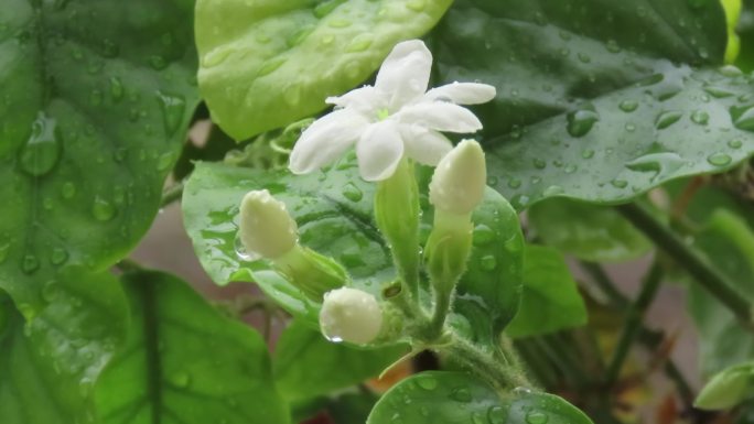 雨中的茉莉花