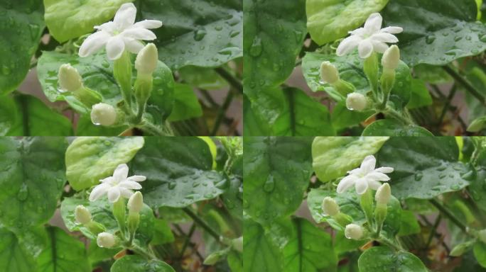 雨中的茉莉花