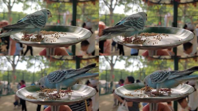 一只小鹦鹉吃午饭 九峰森林动物园