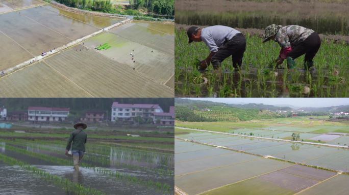 杂交水稻 制种播种 制种基地