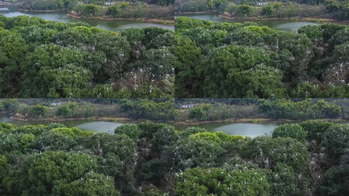 自然生态湿地鸟儿栖息地