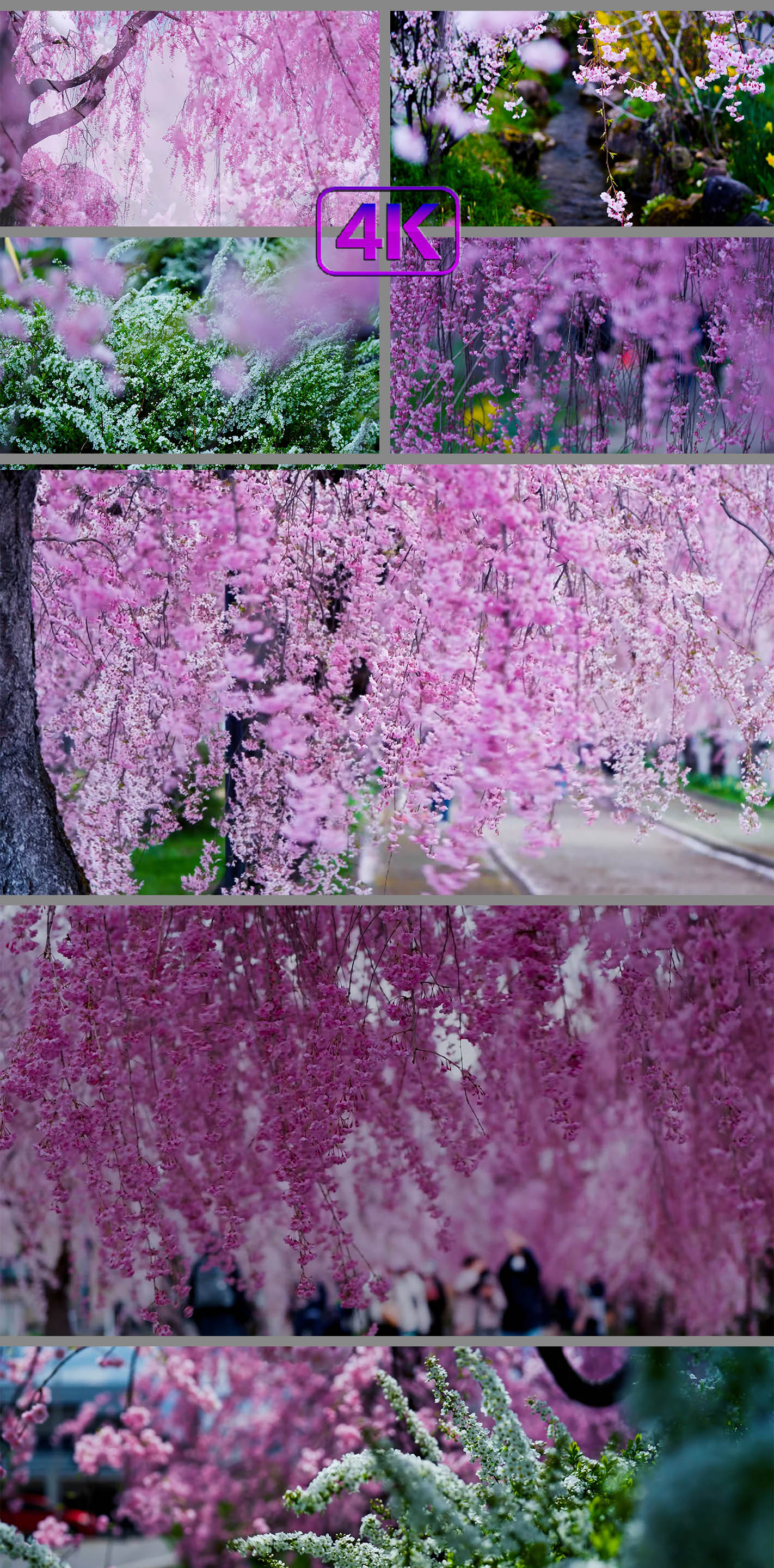 花海花开赏花游园清新浪漫