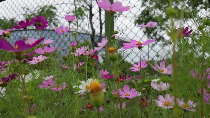 花海掠影  五颜六色格桑花