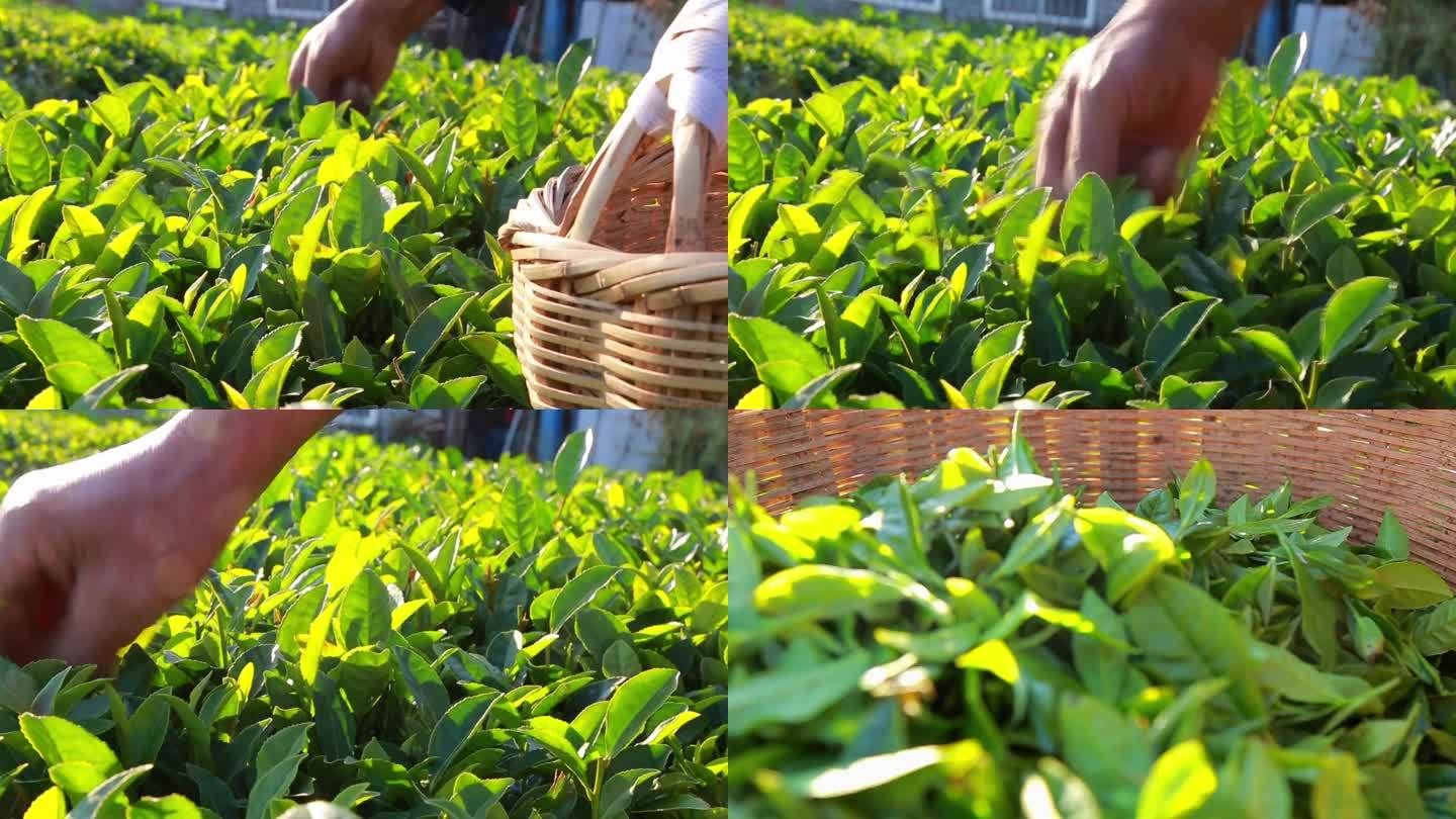 茶园采茶实拍有机绿茶采摘