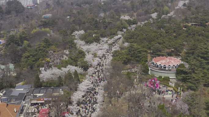 4K青岛中山公园樱花人群-航拍