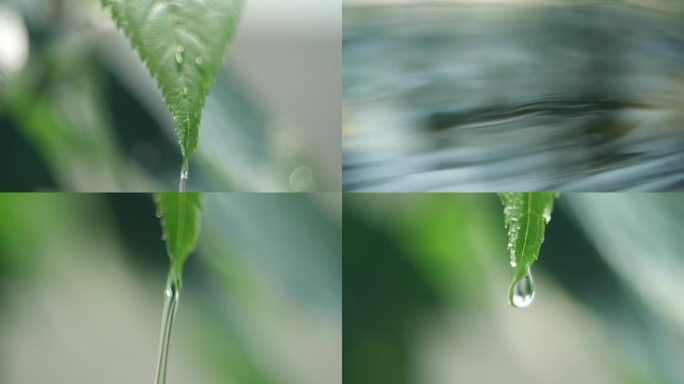 树叶水珠