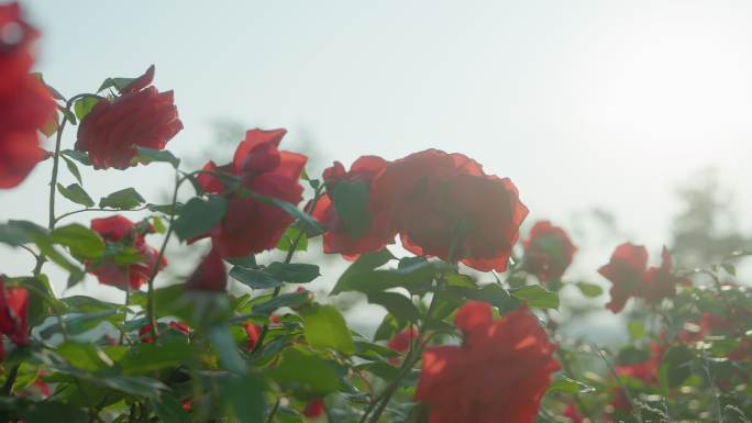 玫瑰花玫瑰花园鲜花红色玫瑰花