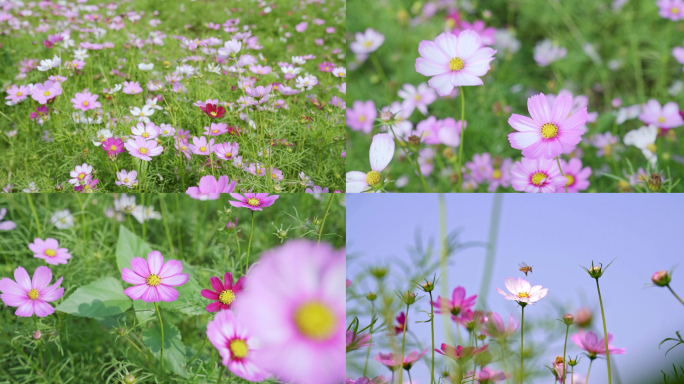 春日风中摇摆的格桑花多景别合集