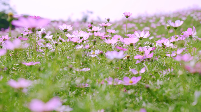 春日风中摇摆的格桑花多景别合集