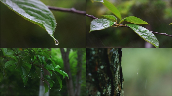 雨天森林水滴谷雨植物生长