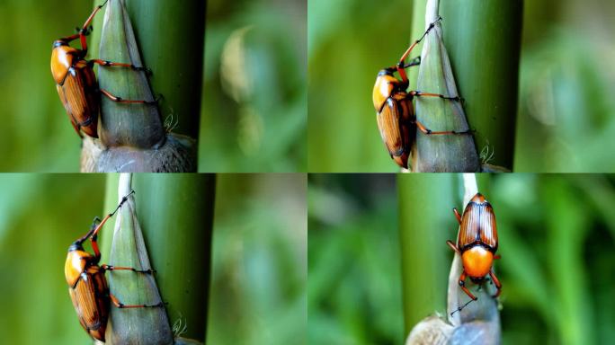 竹虫啃噬竹液