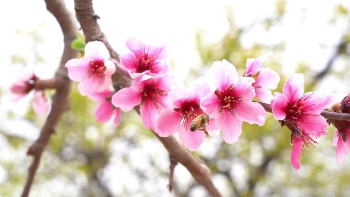 蜜蜂采蜜 蜜蜂慢镜头 采蜜慢镜头 桃花