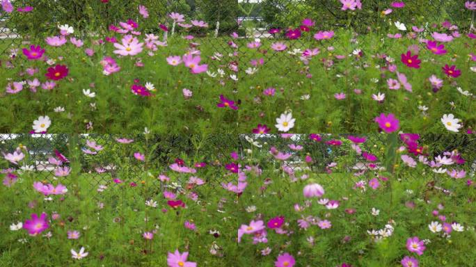 花海掠影  五颜六色格桑花