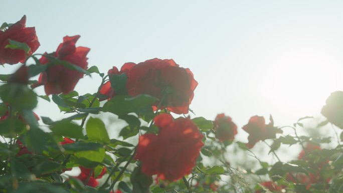 鲜花花卉玫瑰花园玫瑰花红玫瑰