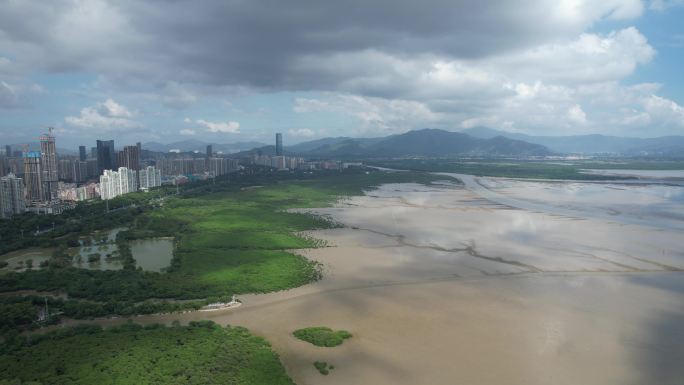 国际红树林中心：深圳福田红树林保护区