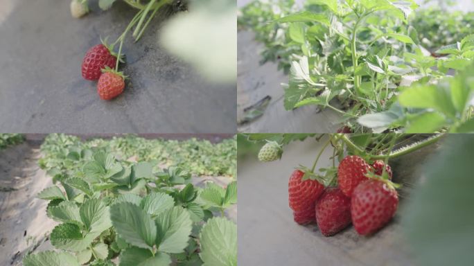4k】草莓 温室大棚种植 草莓叶子