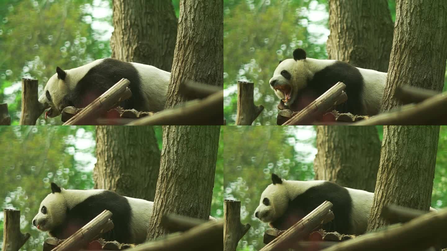 熊猫吐舌头伸懒腰哈气