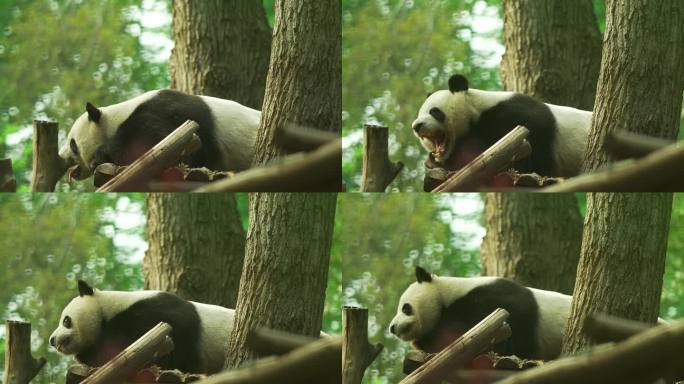 熊猫吐舌头伸懒腰哈气